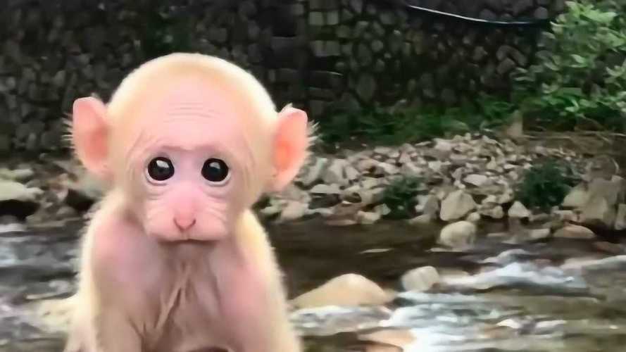 梦见没有毛的猴子