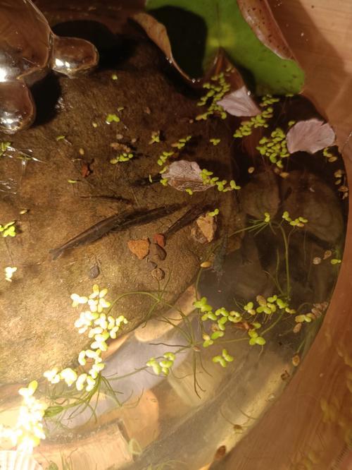 梦见抓虾米