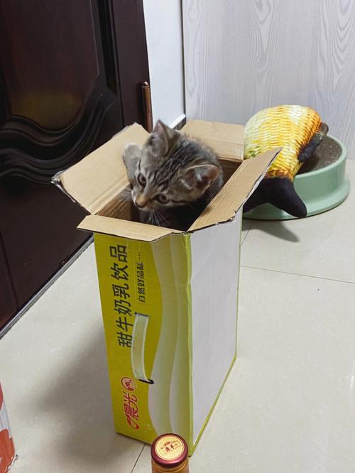 梦见带箱怎么回事