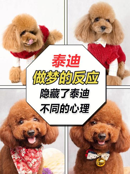 梦见好多泰迪狗