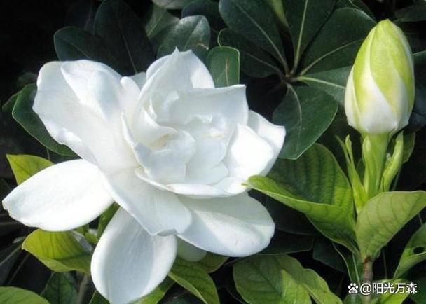 做梦梦见植物生长有什么含义