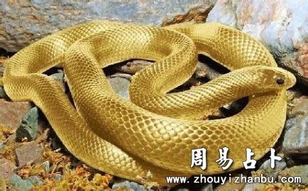 梦见各种颜色的蛇是什么意思