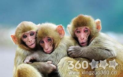 属相猴与什么属相犯冲