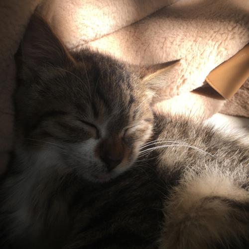 梦见小猫下崽了是什么意思