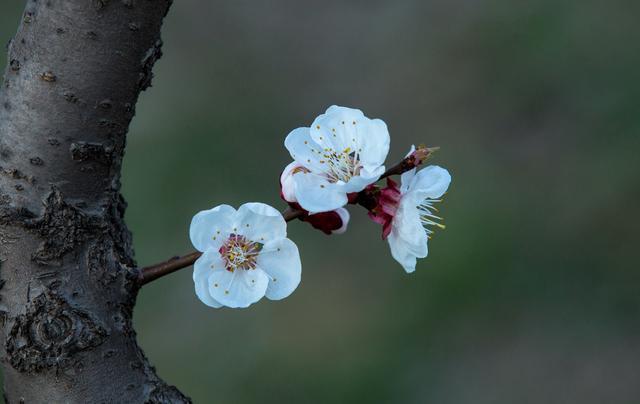 梦见杏花开是什么意思