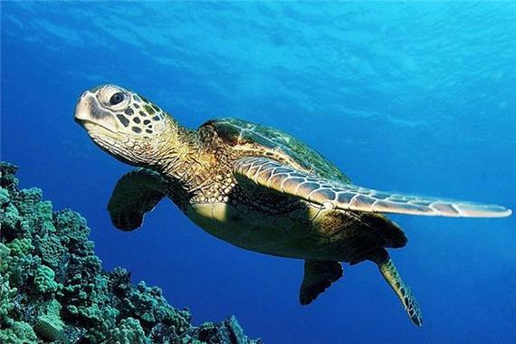 梦见很多海龟