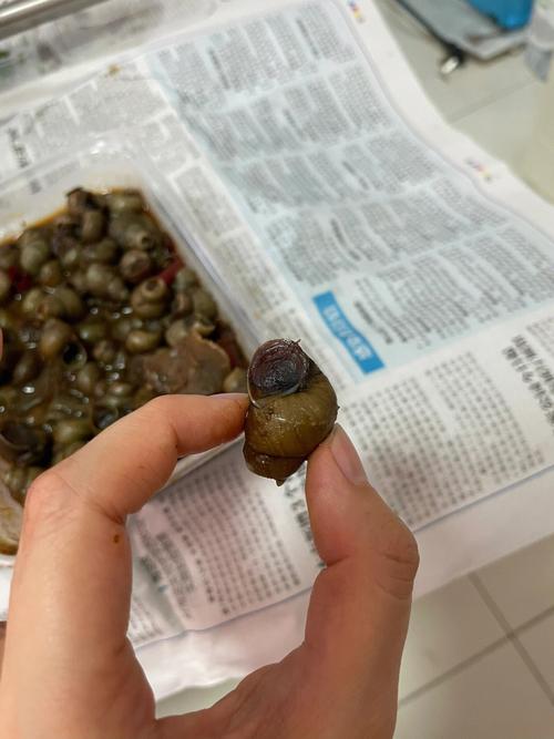 梦到螺狮是什么意思