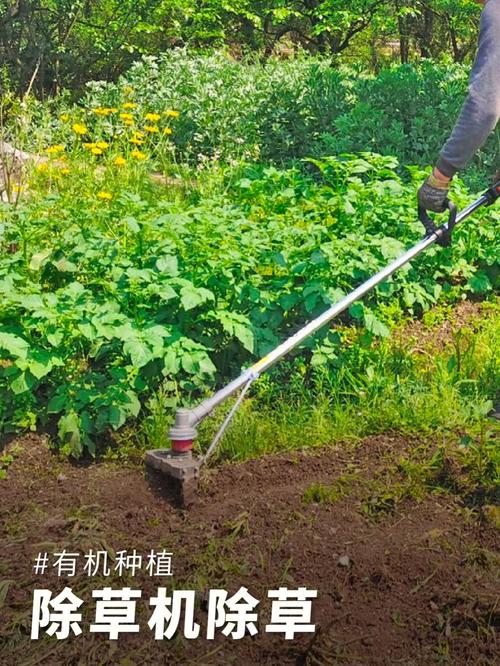 梦见除草怎么回事