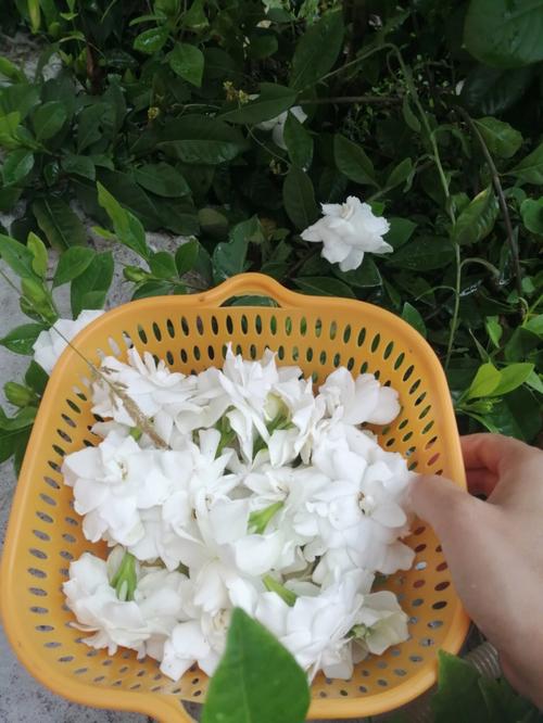 梦见自己在摘栀子花