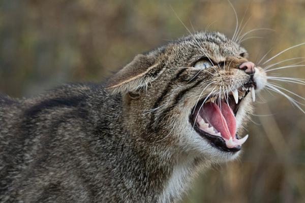 梦见野猫咬我 梦见野猫咬我屁股