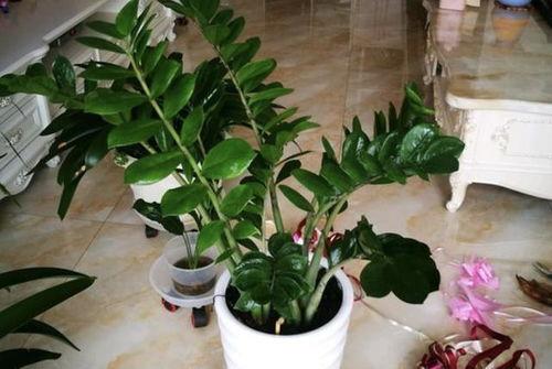 家中养花草的风水知识