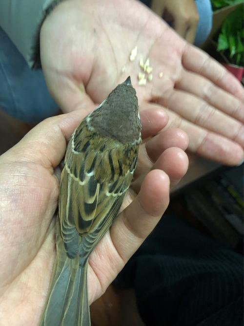 梦见捉麻雀是什么意思