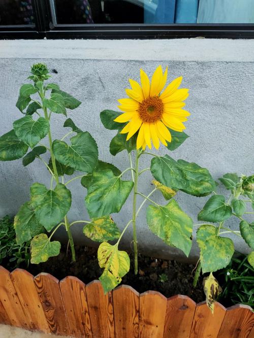 梦见向日葵开花怎么回事