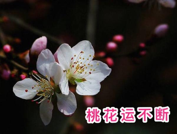 月老牵线 2022年3月桃花运最好的生肖