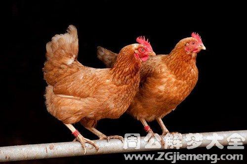 梦见斩鸡肉 周公解梦之梦到斩鸡肉