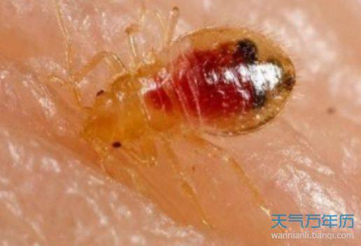 梦见从皮肤里挤出虫子