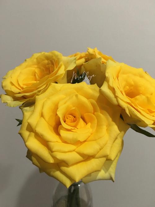 金香玉黄玫瑰的花语是什么?