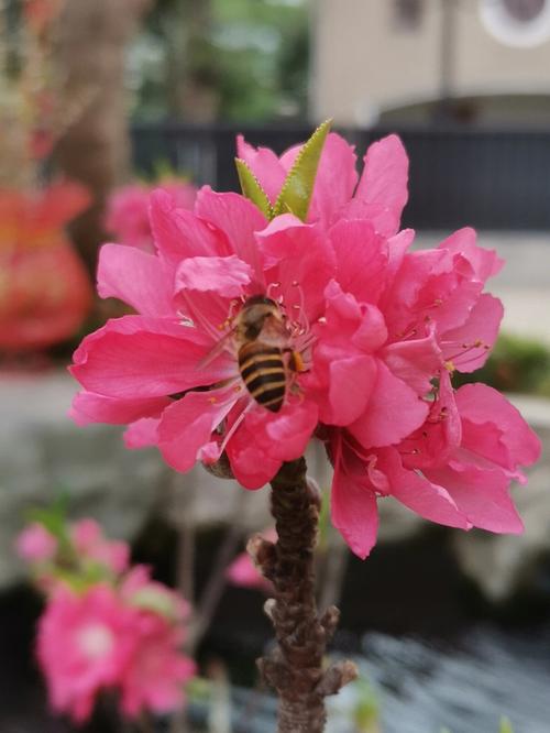 正缘桃花是什么意思
