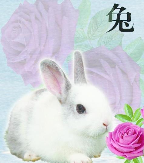 生肖兔女最喜欢的浪漫爱情