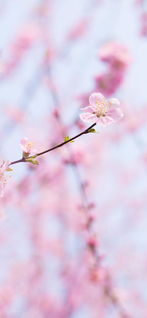 招正缘优质桃花的方法