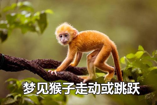 梦见猴子不动 做梦梦到猴子怎么回事