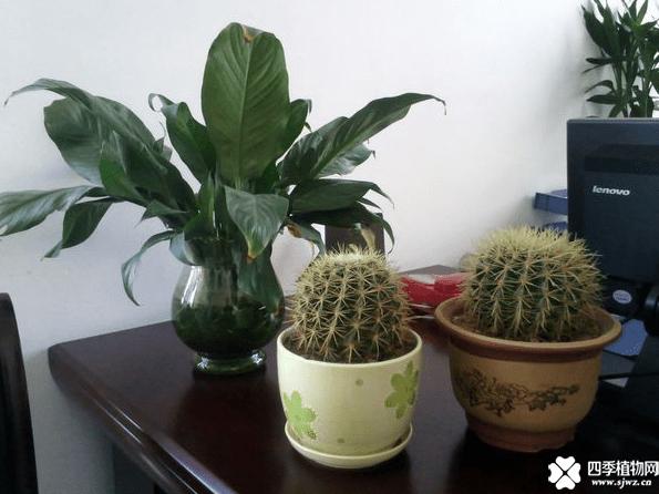 办公室摆放仙人球的风水好吗?有哪些风水禁忌?