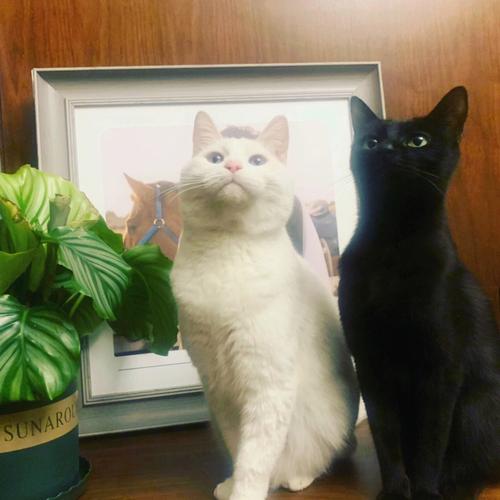 梦见黑猫和白猫是什么意思