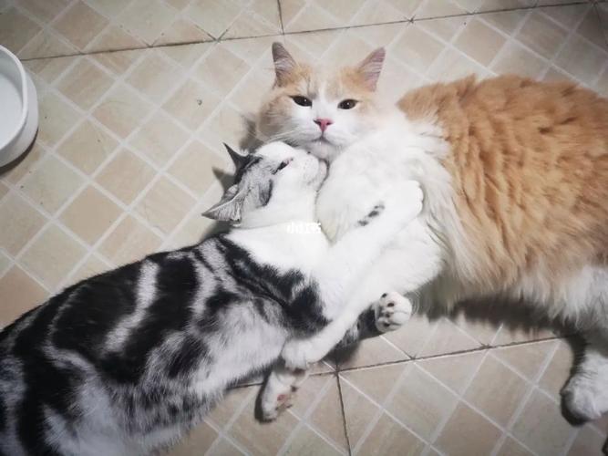 梦见抱着两只猫
