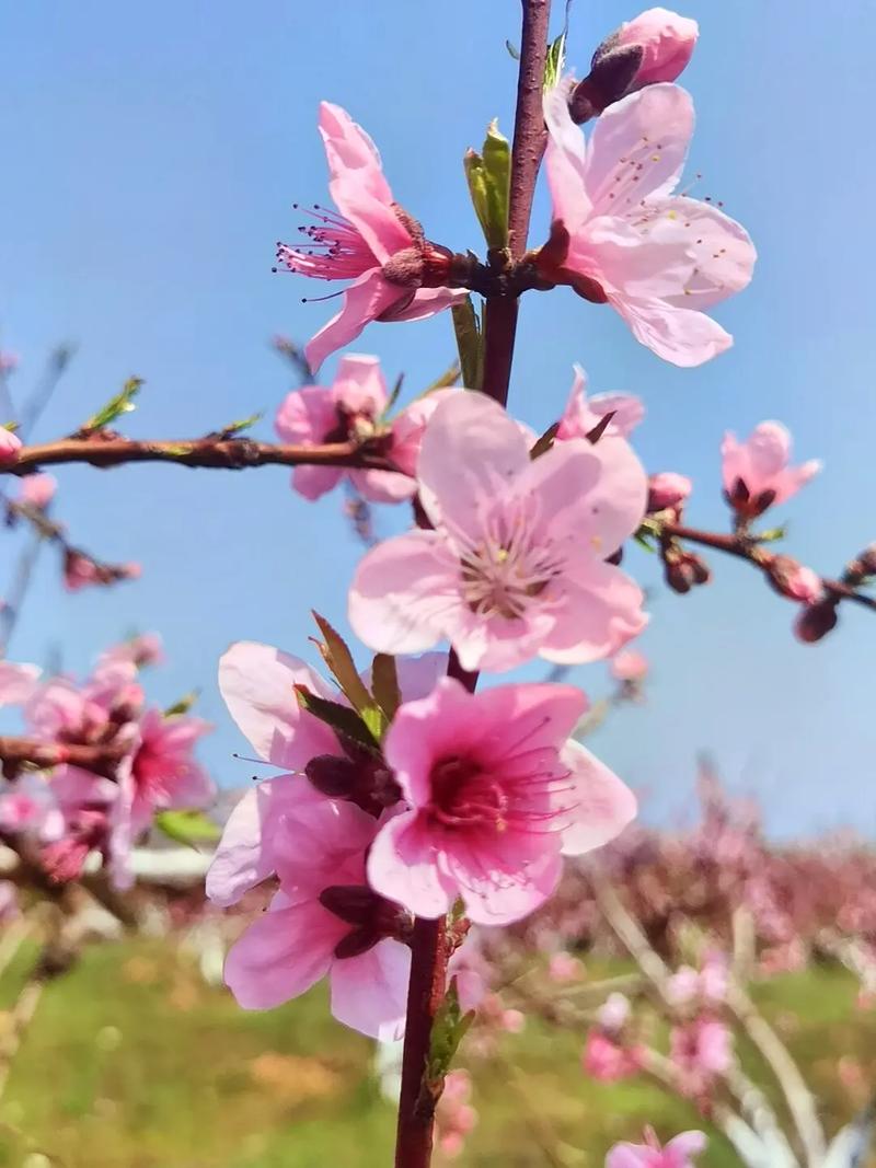 梦见一片桃花