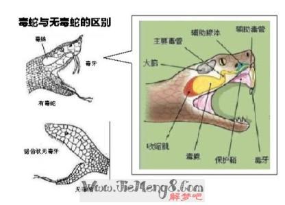 梦见自己被蛇吞了是什么意思