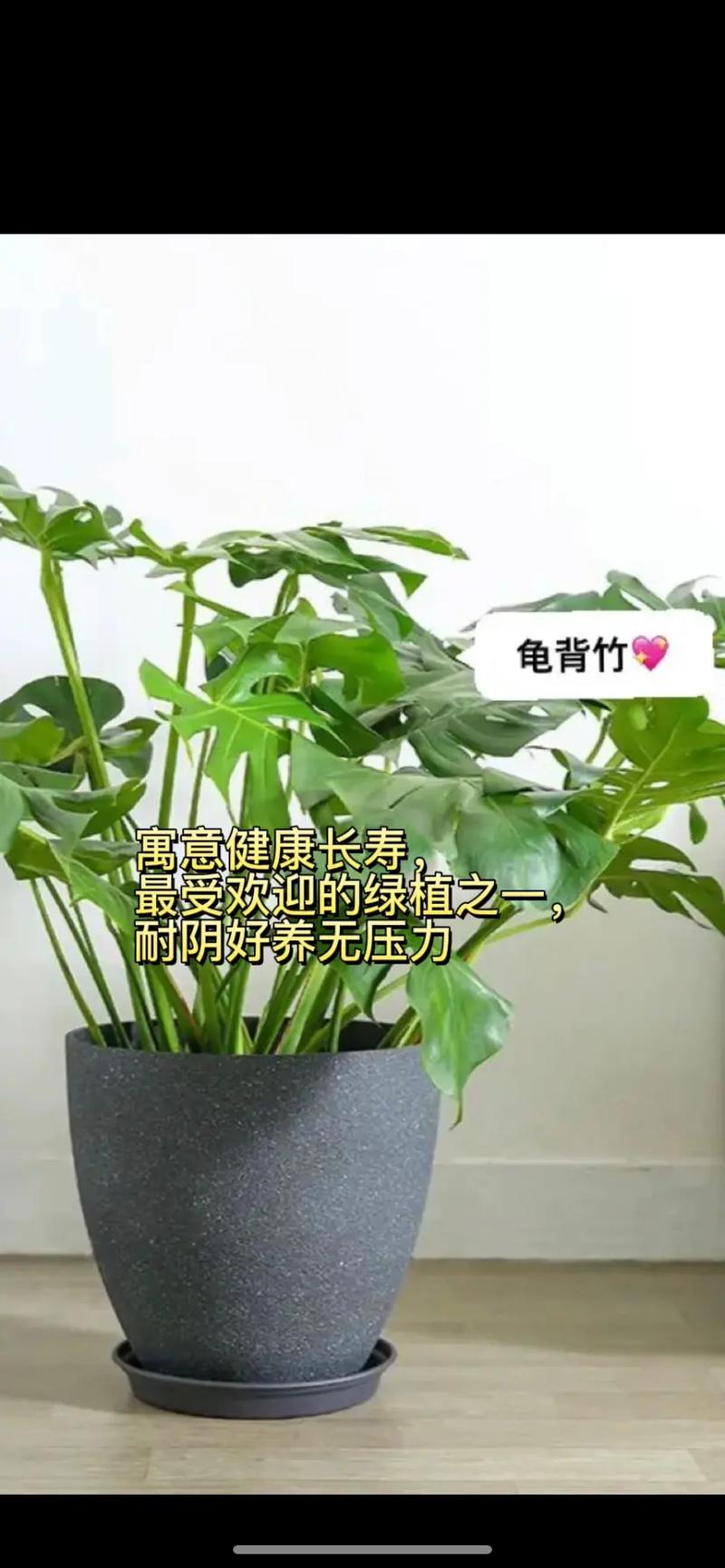 家中如何带来好运
