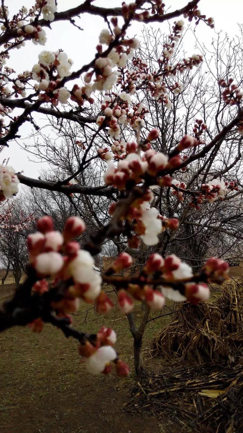 梦见杏花开意味着什么
