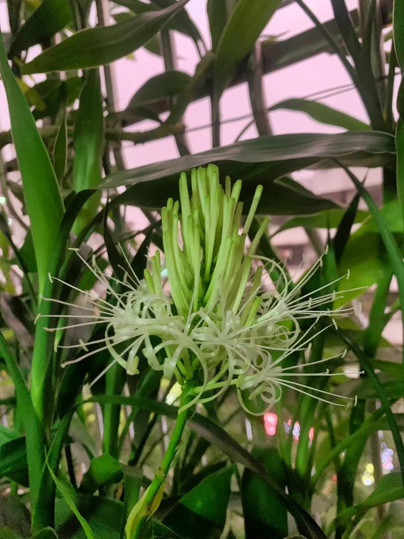 招财花有哪些?是富贵牡丹还是富贵竹