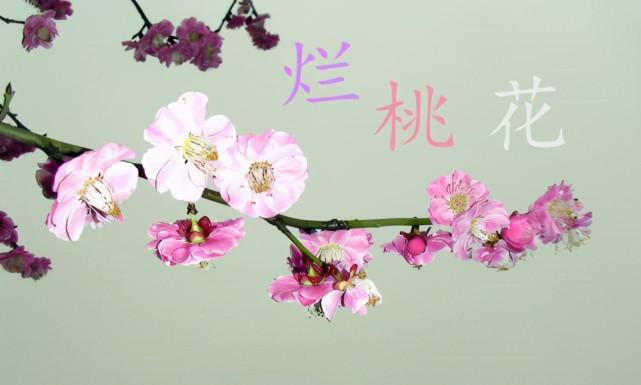 属兔人在2020年里有桃花吗?是好桃花还是烂桃花?