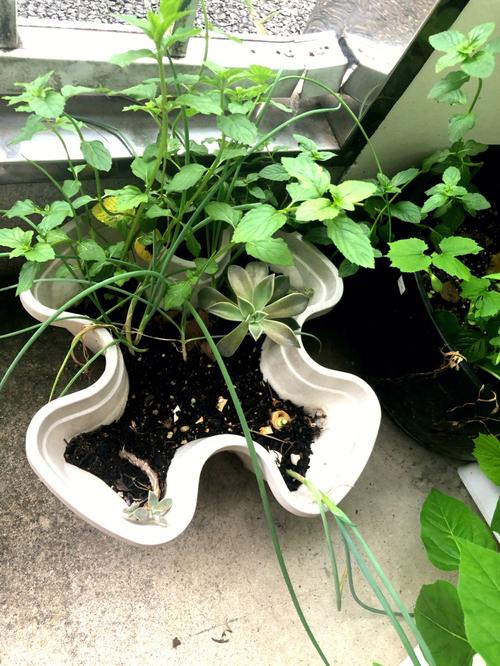 牵牛花及薄荷的风水作用有哪些?