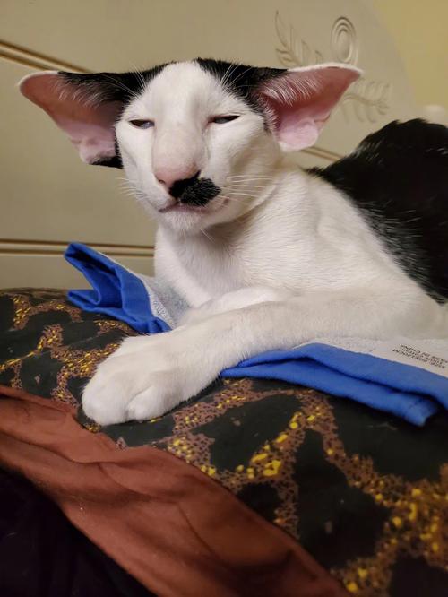 梦见一只眼的猫