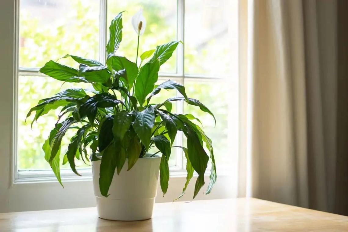 植物风水学知识大全,50种风水植物的摆放