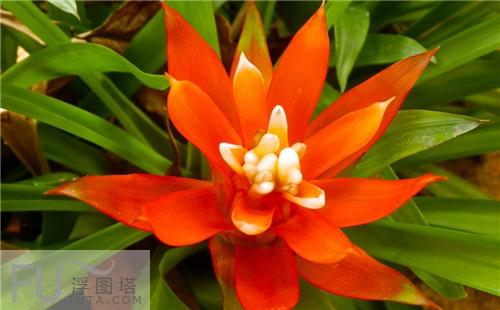 属牛适合养什么植物