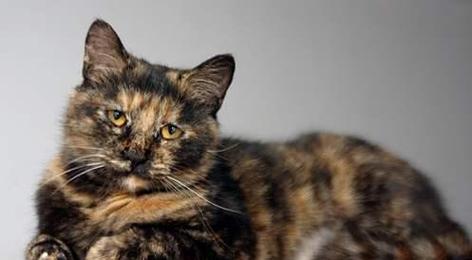 金牛座最适合养的宠物猫