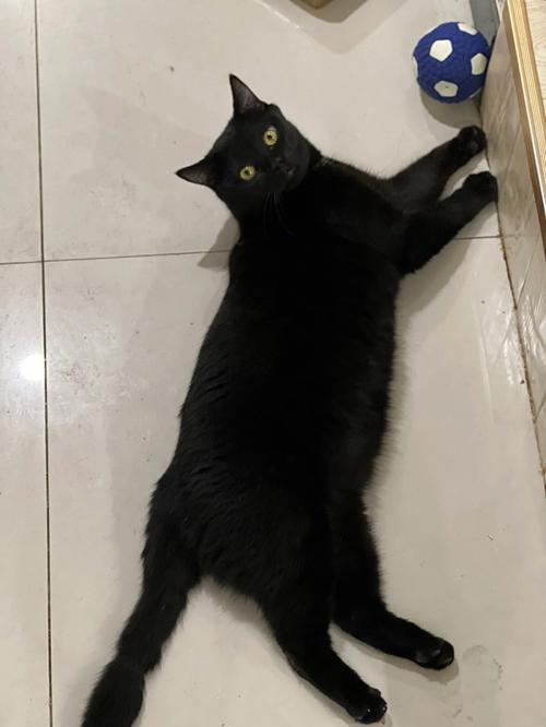 家来黑猫风水 黑猫来我家不愿走了风水