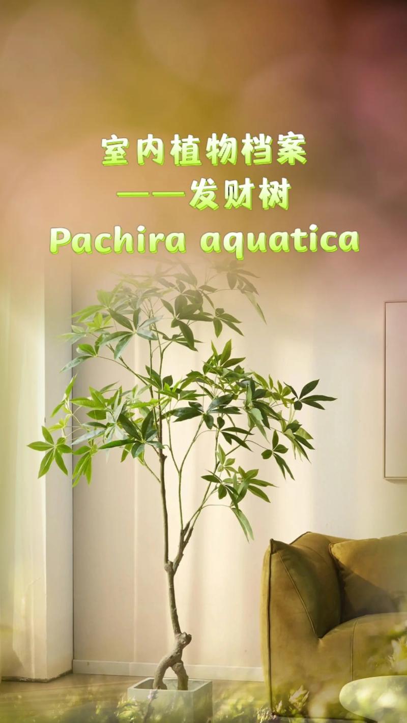 发财树的作用与风水的联系