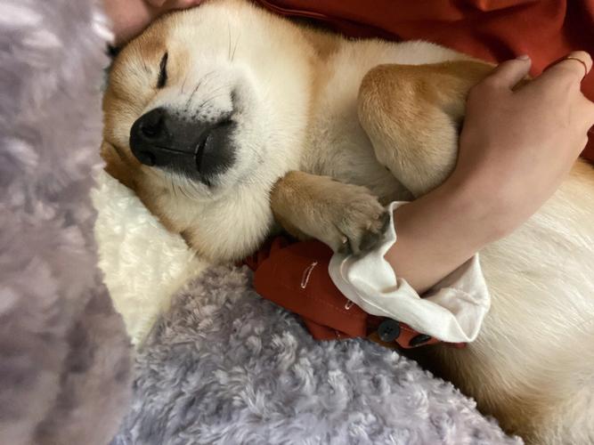 生肖狗睡觉之前有什么怪癖