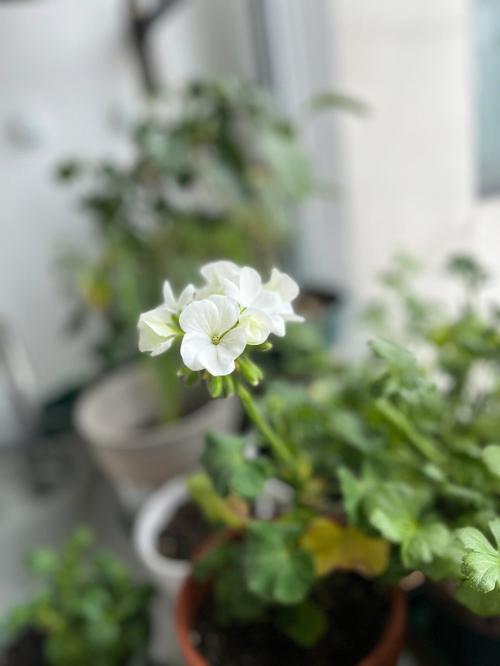 做梦种花是什么意思