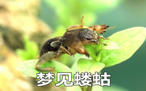 做梦梦到蝼蛄何意