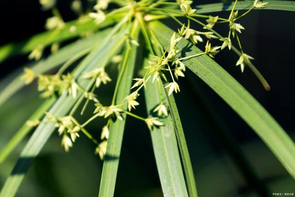 家中种的竹子开花好不