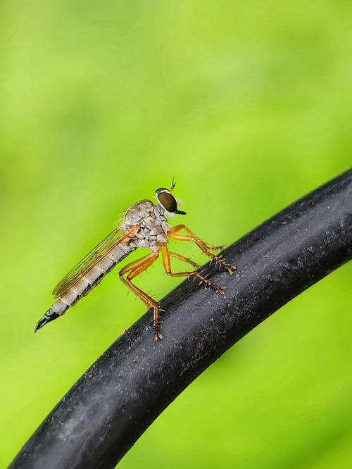 梦见牛虻是什么意思