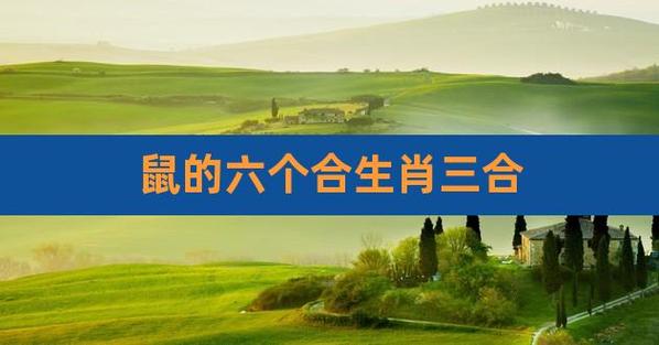 属鼠的3合6合