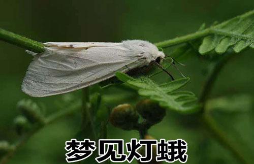梦见灯蛾灭火是好事吗