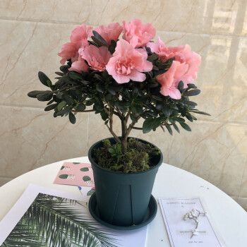 家里养杜鹃花风水好吗