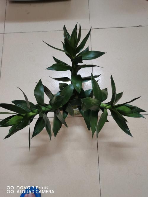观音竹的花语是什么